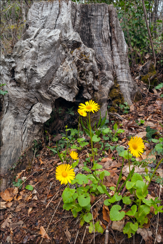 Titana Dajti April2009 20080417041