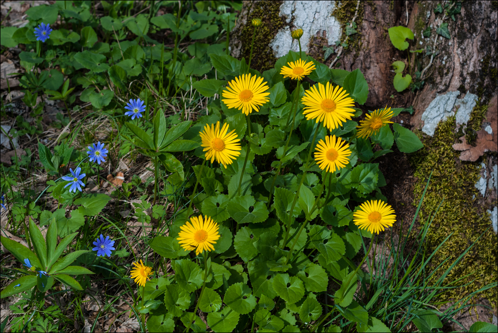 Titana Dajti April2009 20080417074