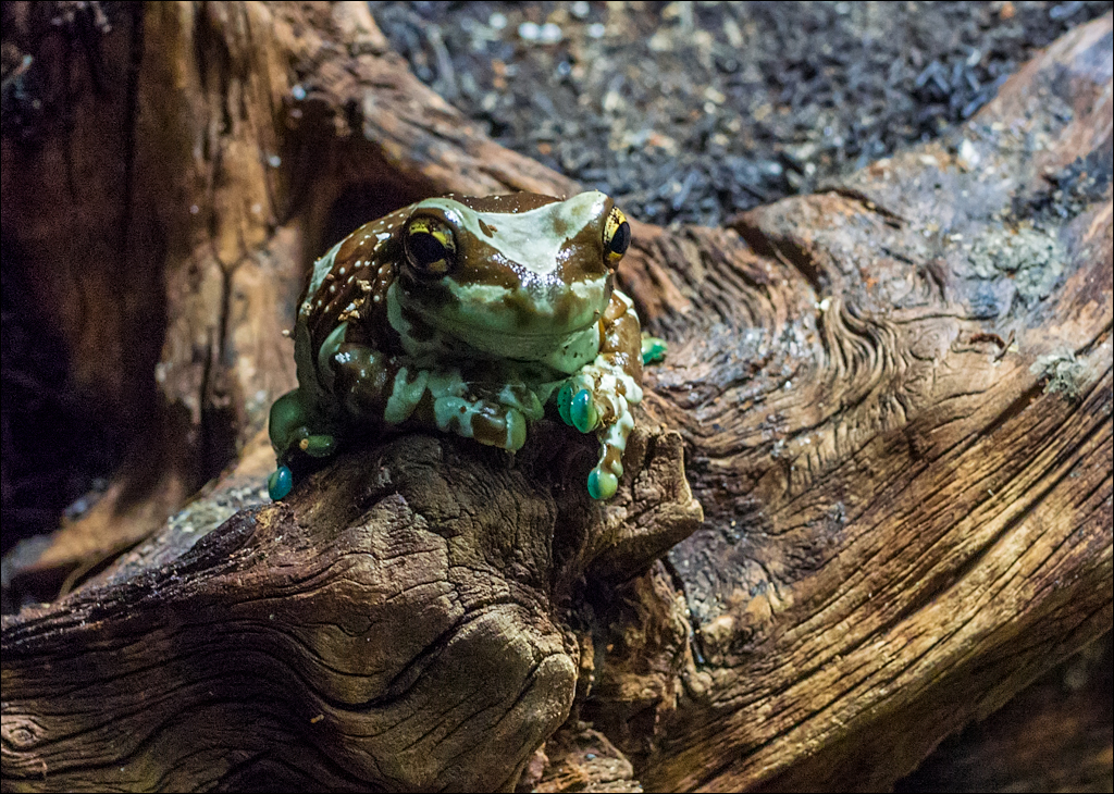 Vienna 2 20180101108