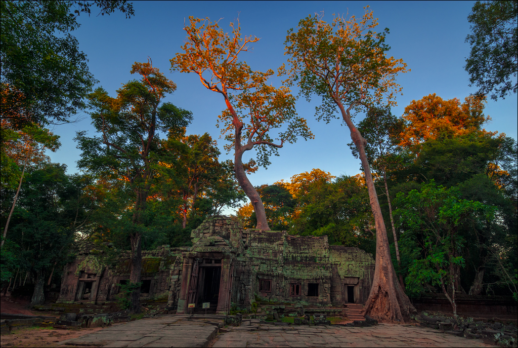 Ta Prohm Nov2009 000