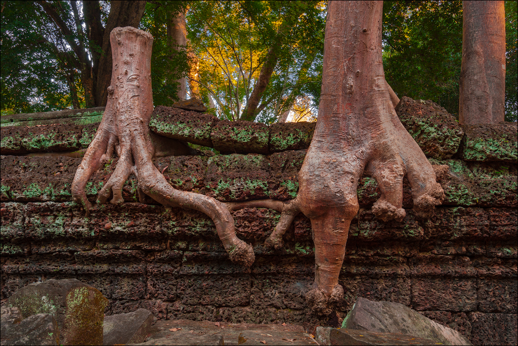 Ta Prohm Nov2009 010