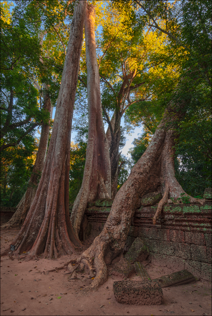 Ta Prohm Nov2009 017