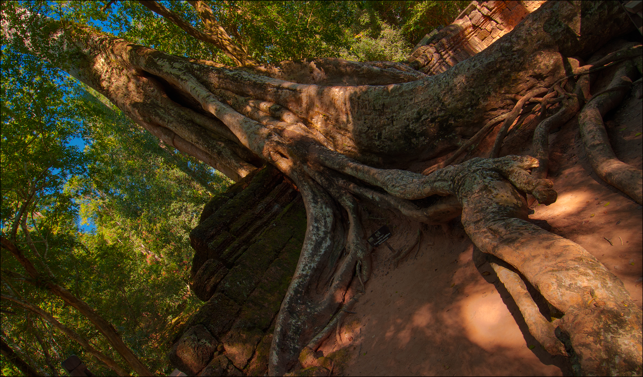 Ta Prohm Nov2009 066