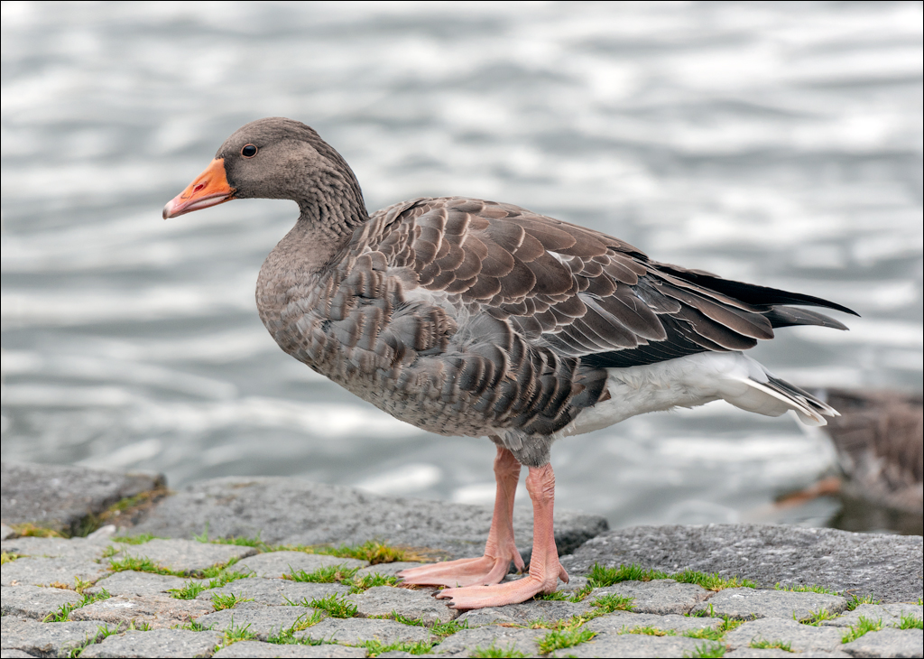 Reykjavik2 04012020 218