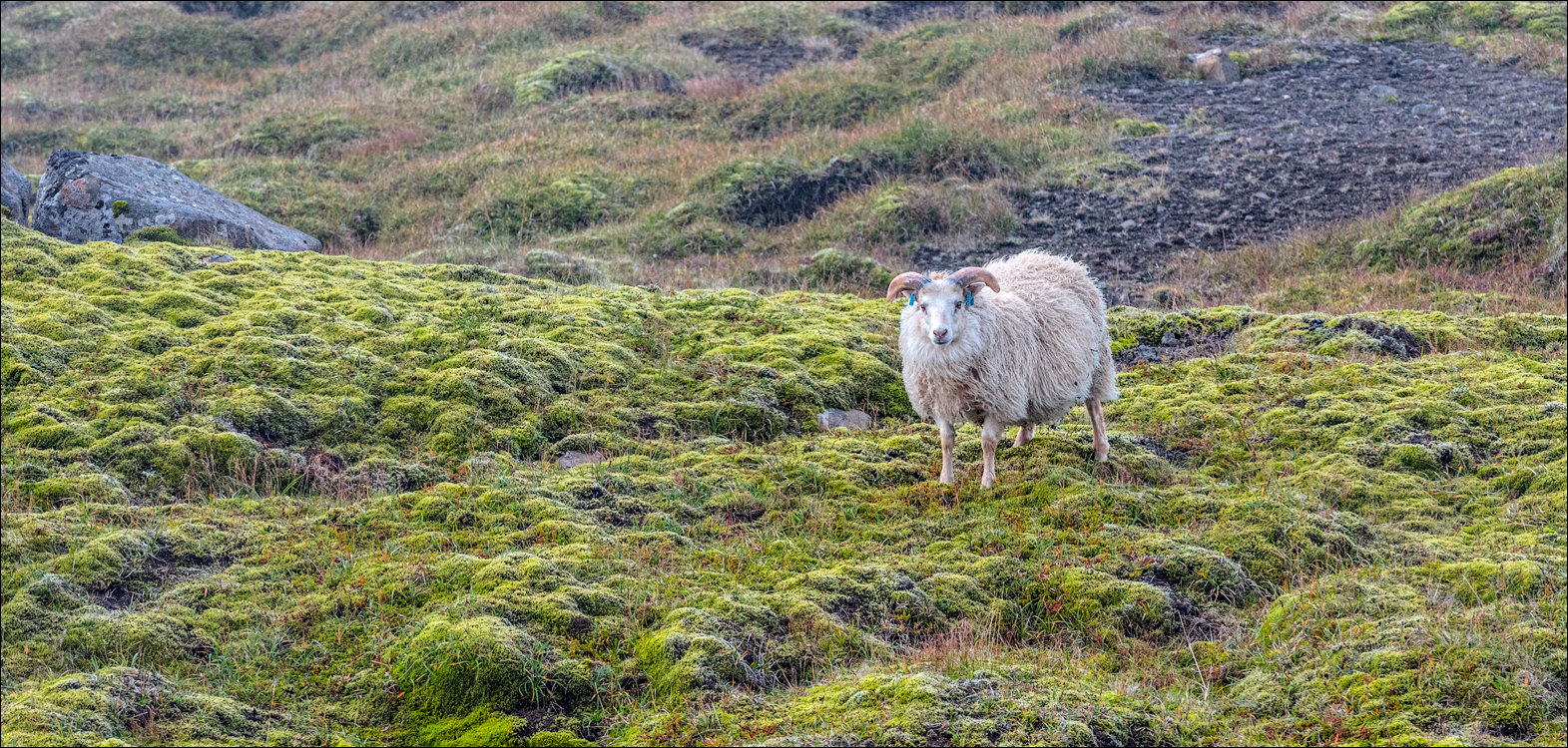 Iceland4 04012020 182