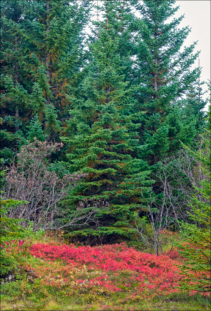 RaudholarCalgahraun 2023 101