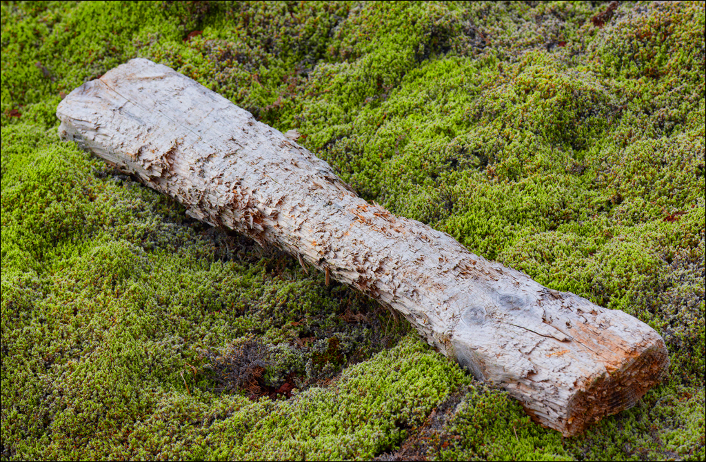 RaudholarCalgahraun 2023 113