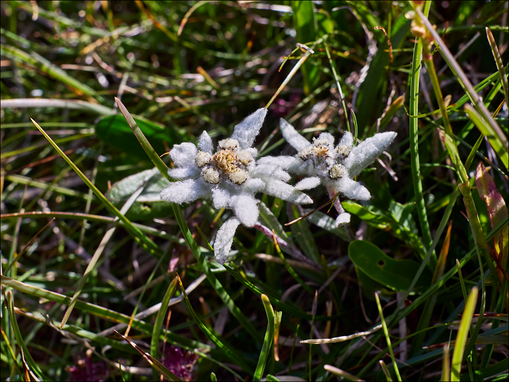 Dolomites 2017 5 083083