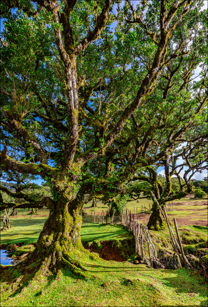 Madeira 24dec2024 08jan2025 105 00