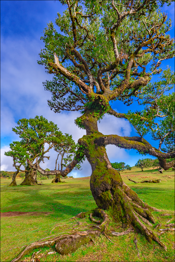 Madeira 24dec2024 08jan2025 121 00