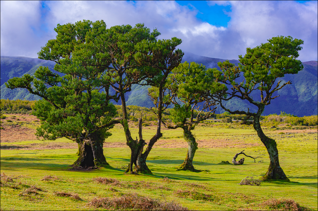 Madeira 24dec2024 08jan2025 136 00