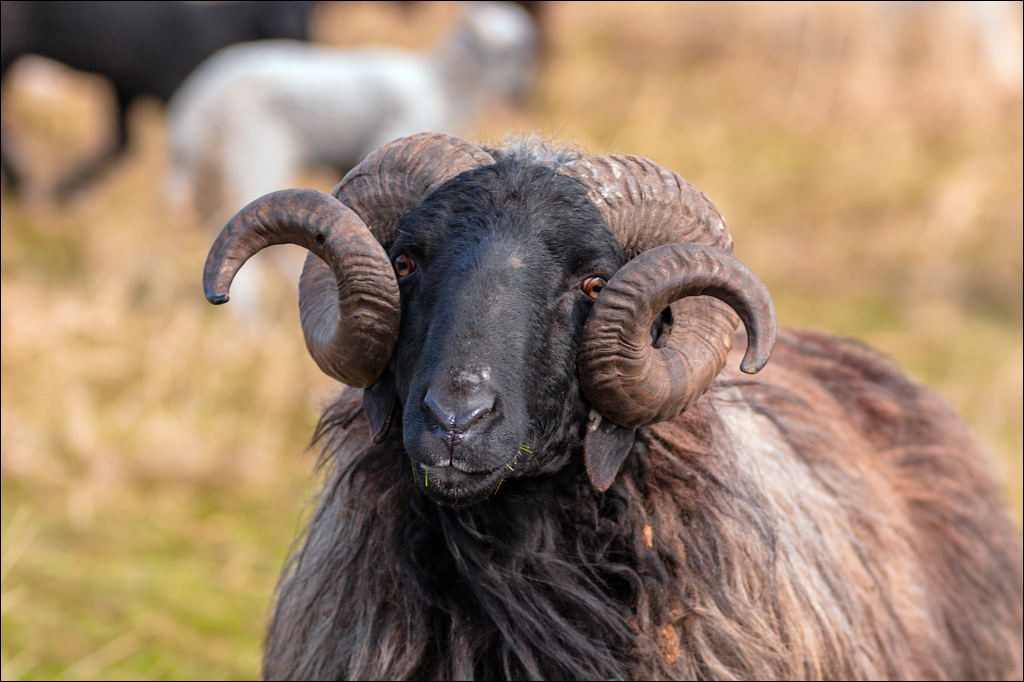 Cobani 2006 20060416065