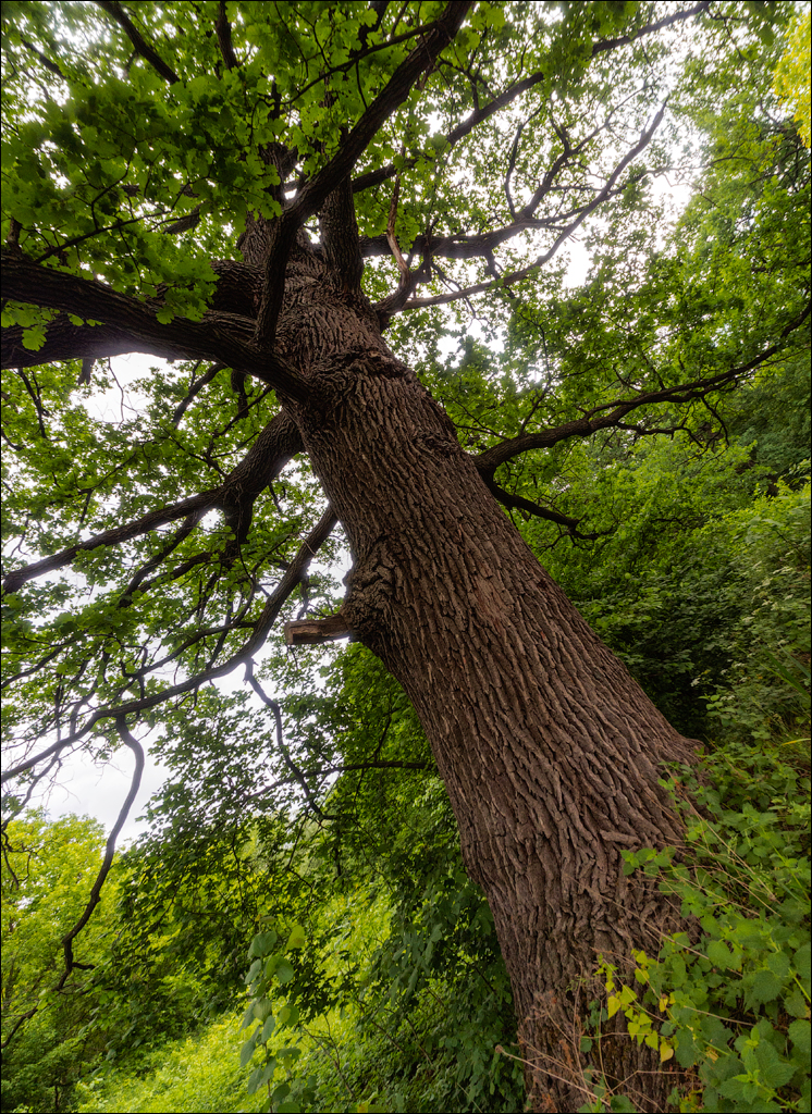 VadulRascov Socola 20180519029
