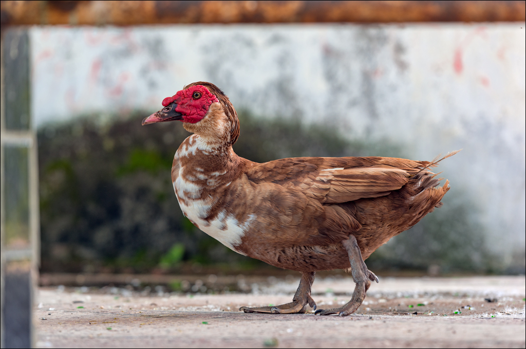 Costesti Duruitoarea PadureaDomn 20190427112