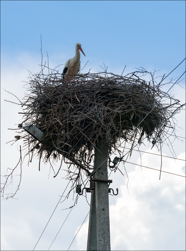 Costesti Duruitoarea PadureaDomn 20190427142