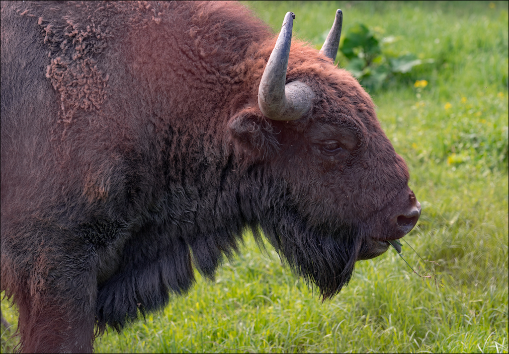 Costesti Duruitoarea PadureaDomn 20190427156