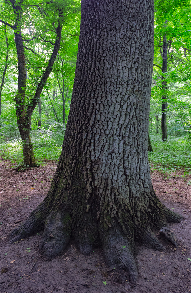 Costesti Duruitoarea PadureaDomn 20190427158