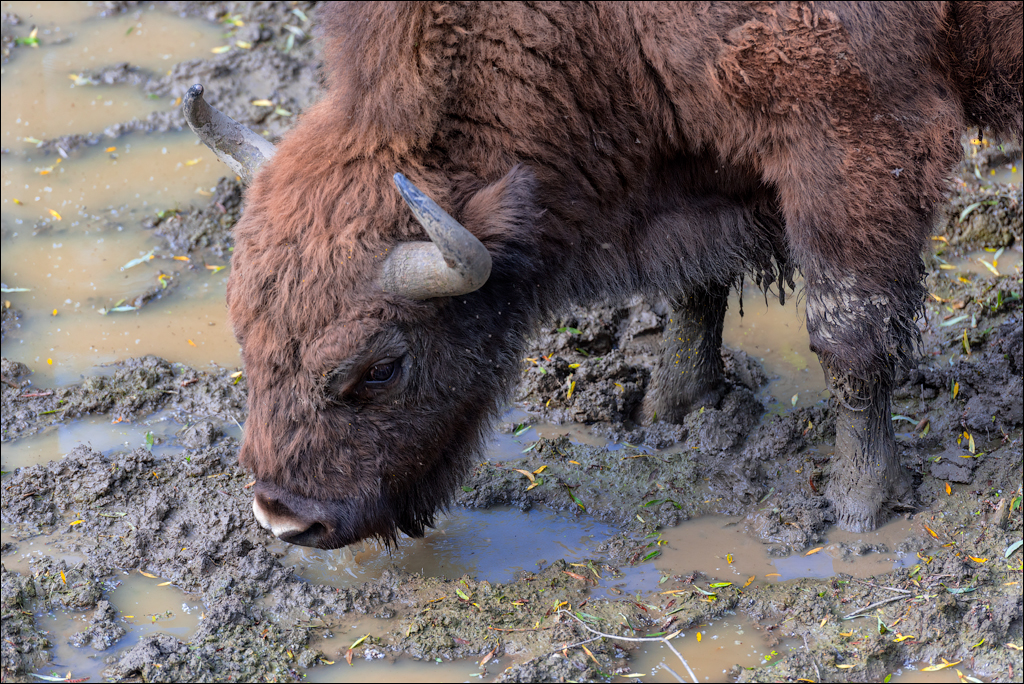 Costesti Duruitoarea PadureaDomn 20190427161