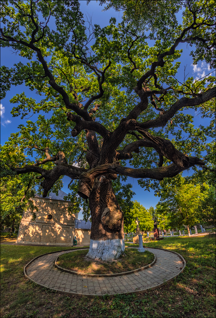 Oliscani Dobrusha Cuselevca Cobilea 20190721163