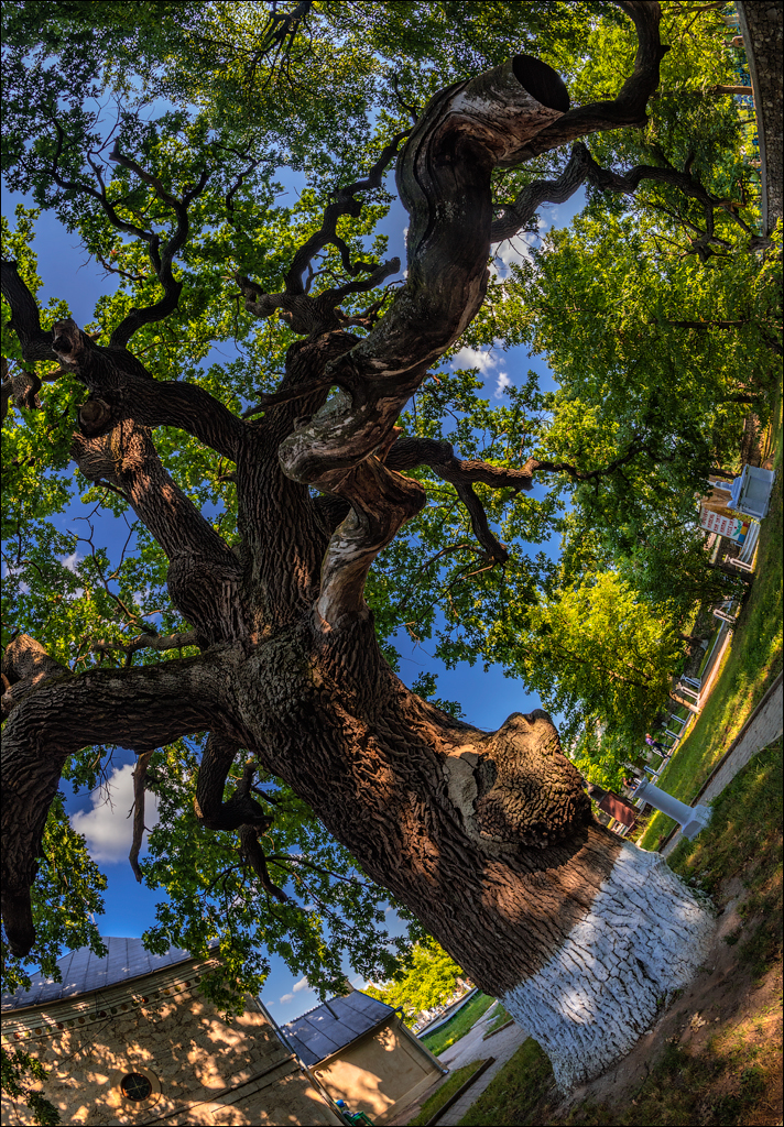 Oliscani Dobrusha Cuselevca Cobilea 20190721165