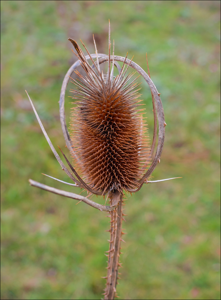 Brinzeni Trinca 20171110017
