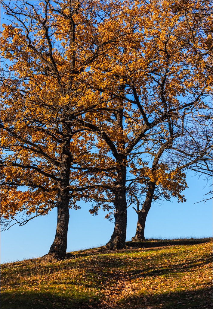 Brinzeni Trinca 20171110096