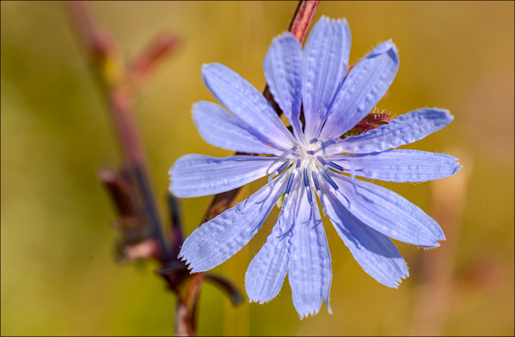 Tipova Zvezdopad 20160813 158