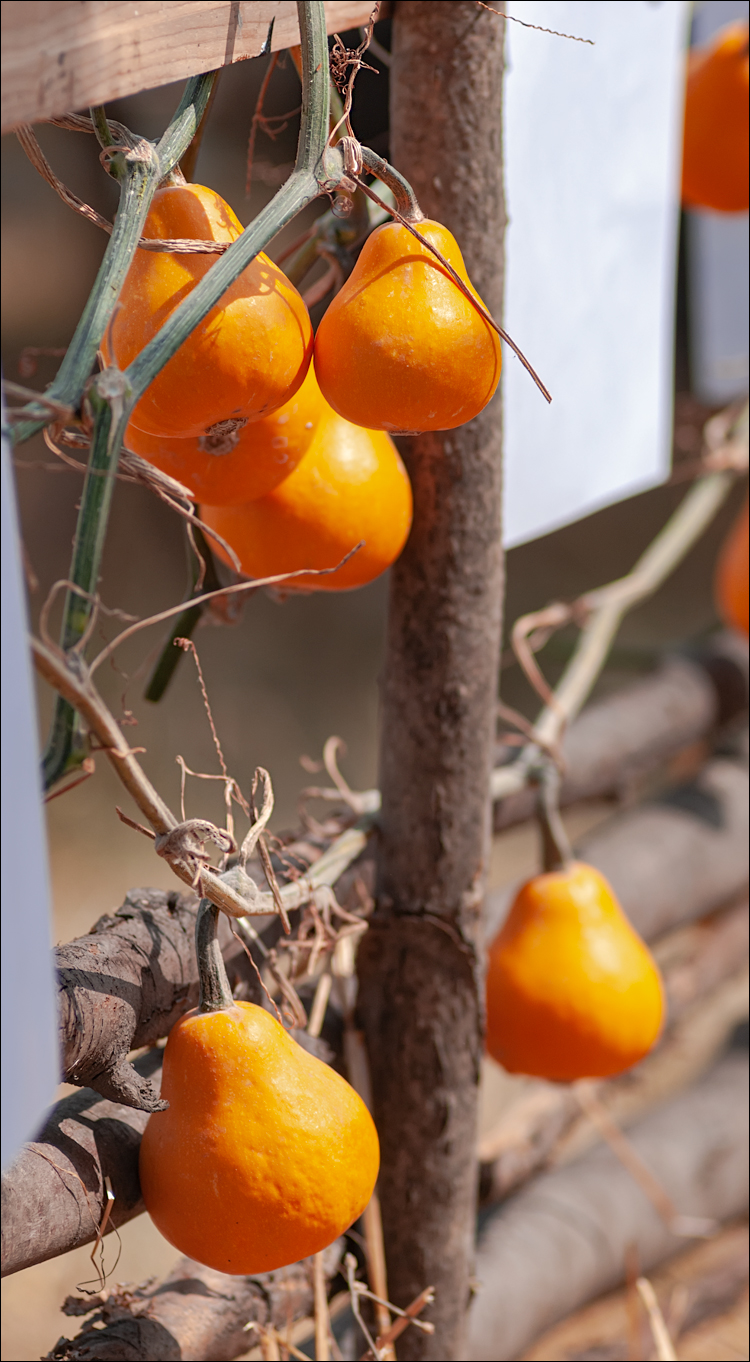 Gustar 201308242006 269