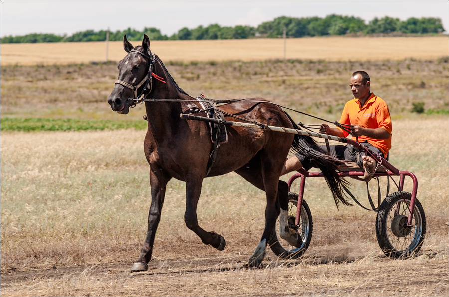 Tvardita 20150721138