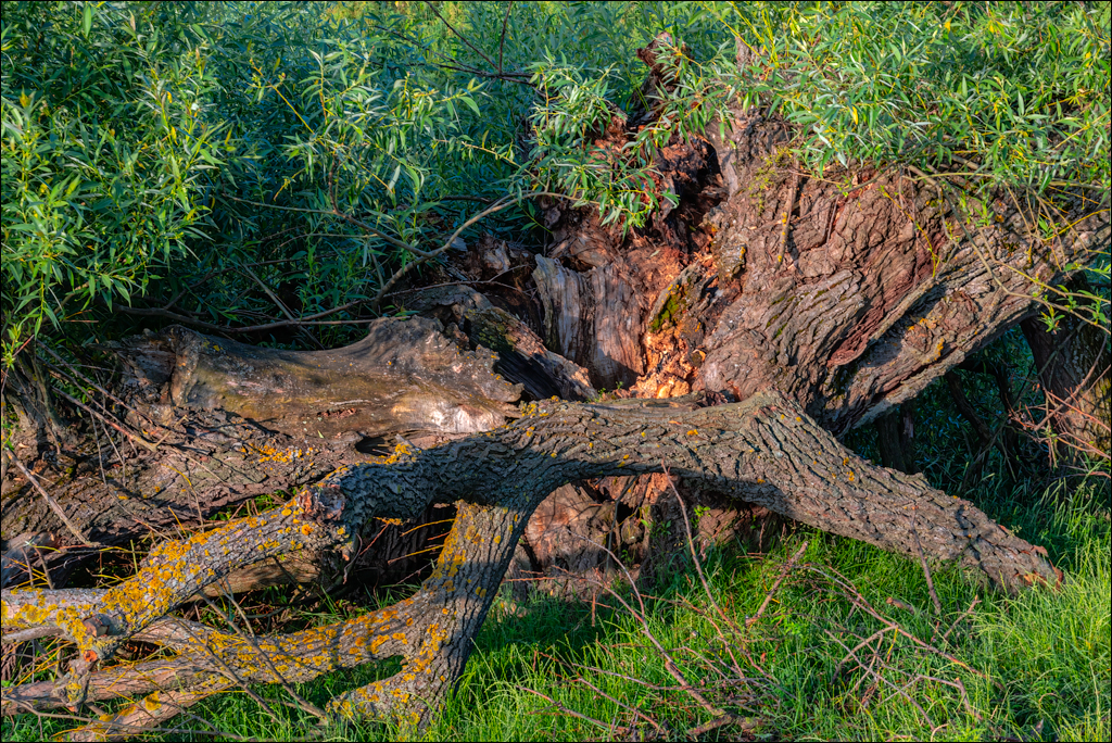 Cuhuresti Cobilea Dobrusa 26 27jun2021 203
