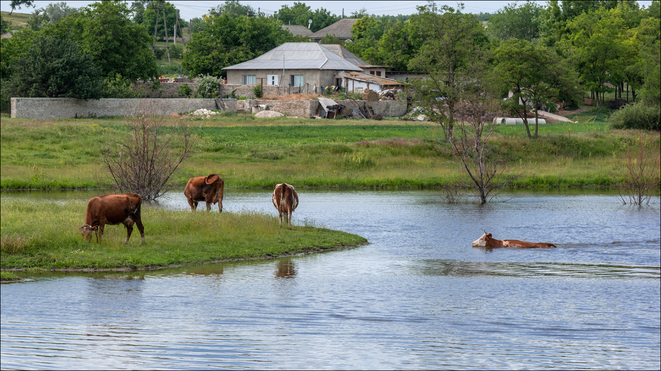 Domulgeni Ordasei may2018 07720180526
