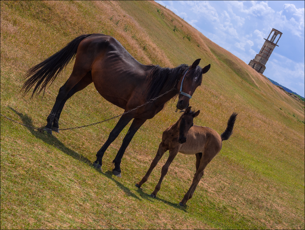 Ordasei Cazanesti 20180610029
