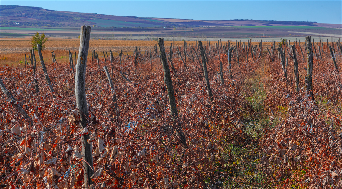 Rogojeni Domulgeni 28oct2023 110