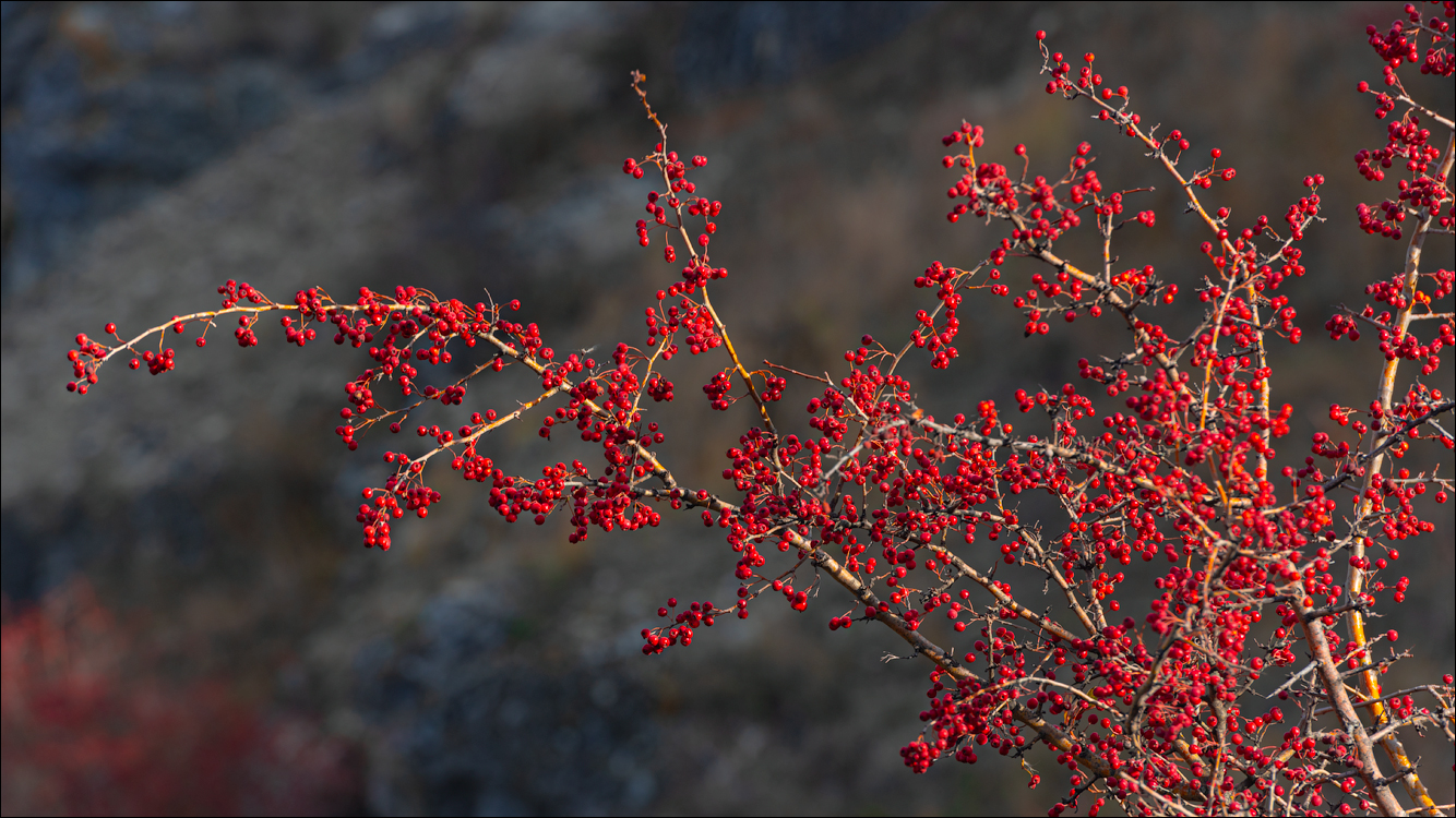 Rogojeni Domulgeni 28oct2023 121