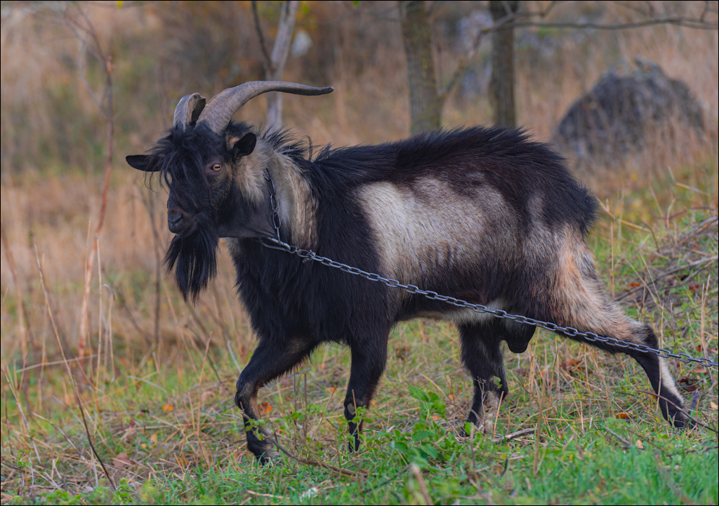 Rogojeni Domulgeni 28oct2023 125