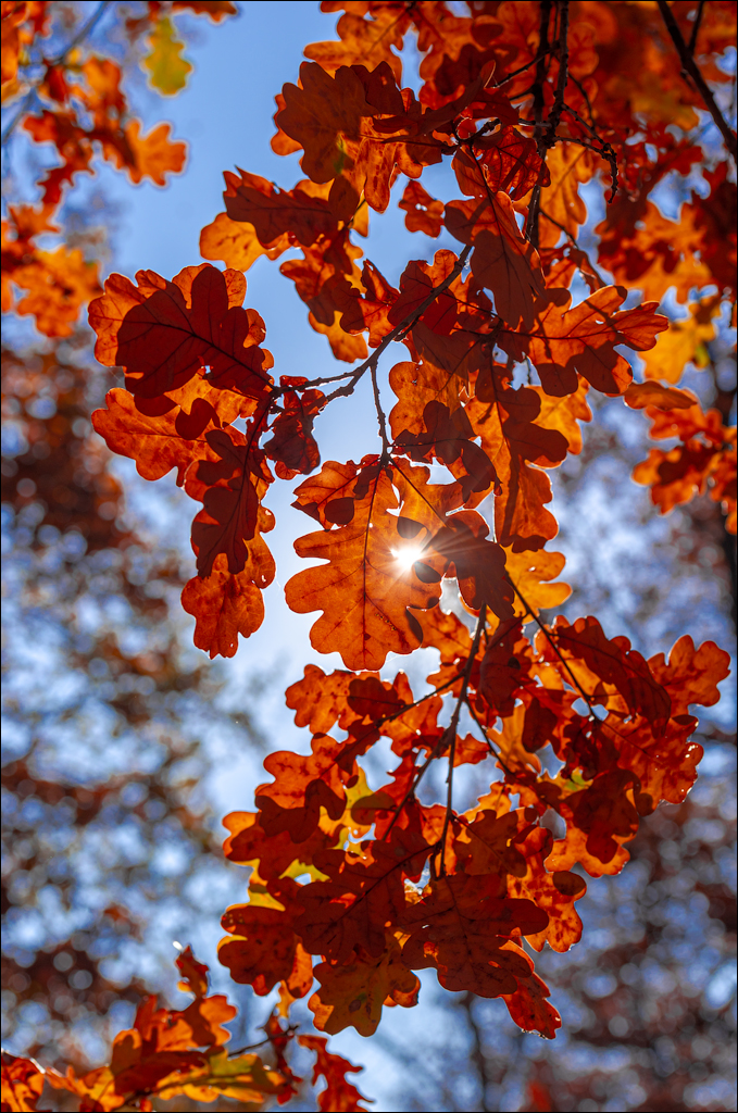 Trinca Gordinesti 29 30oct2021 128