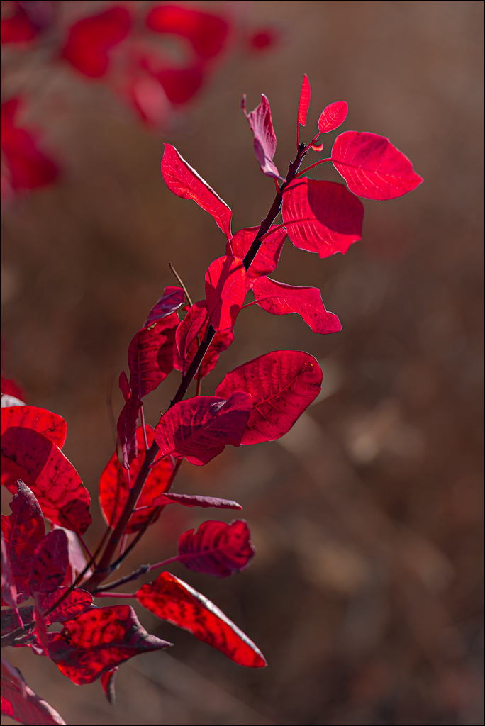 Trinca Gordinesti 29 30oct2021 135