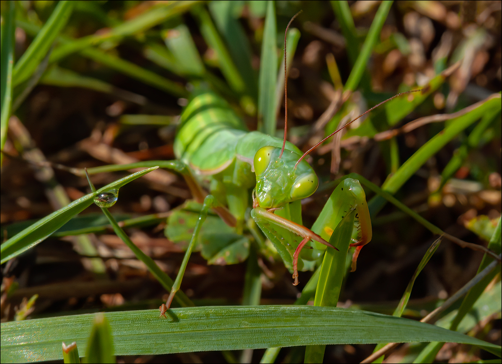 Burlanesti 20052006 143