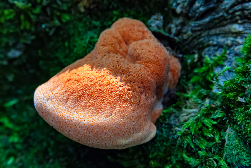 Burlanesti 20052006 150