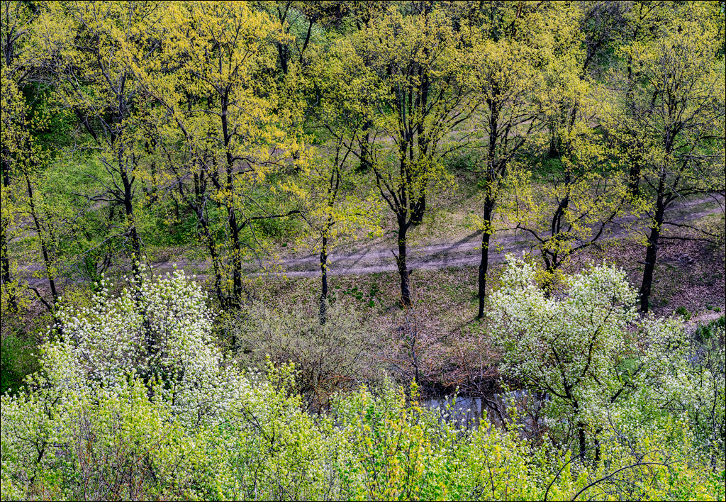 Caracuseni Corjeuti Fetesti Gordinesti 20190427147