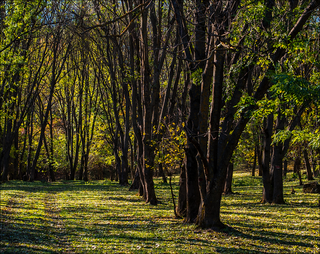 Corjeuti Fetesti 20172016122640