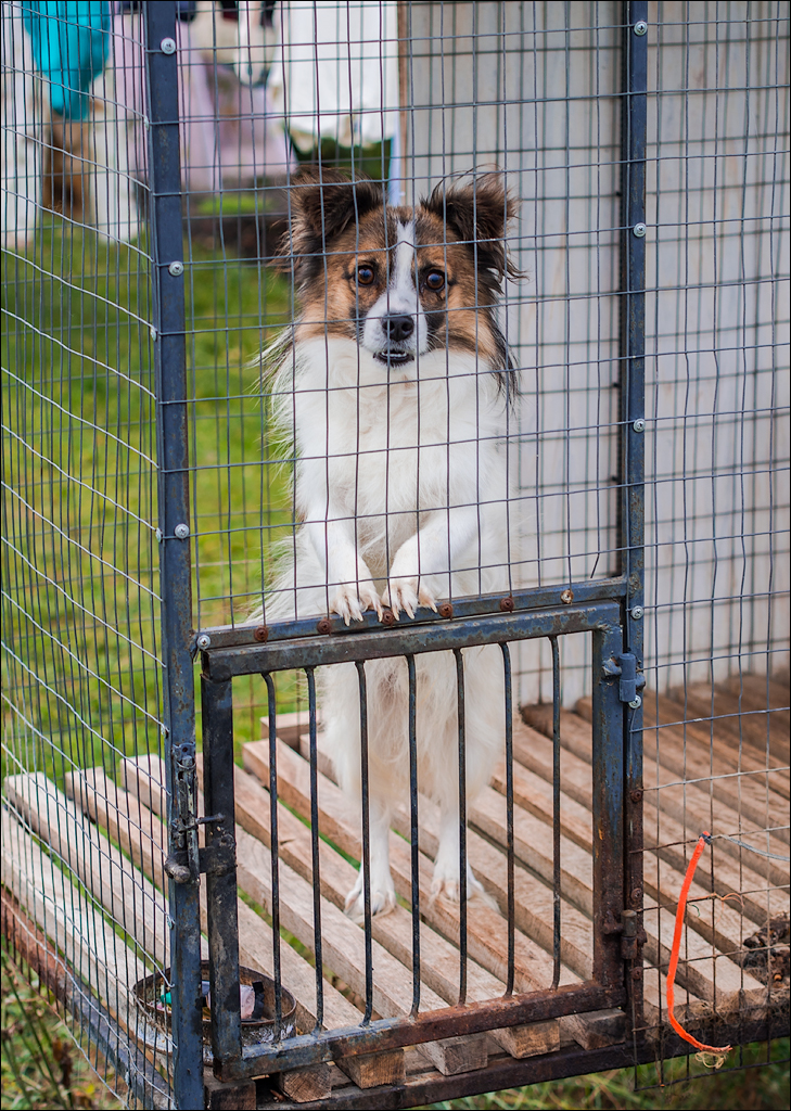 Corjeuti Fetesti 20172016122661