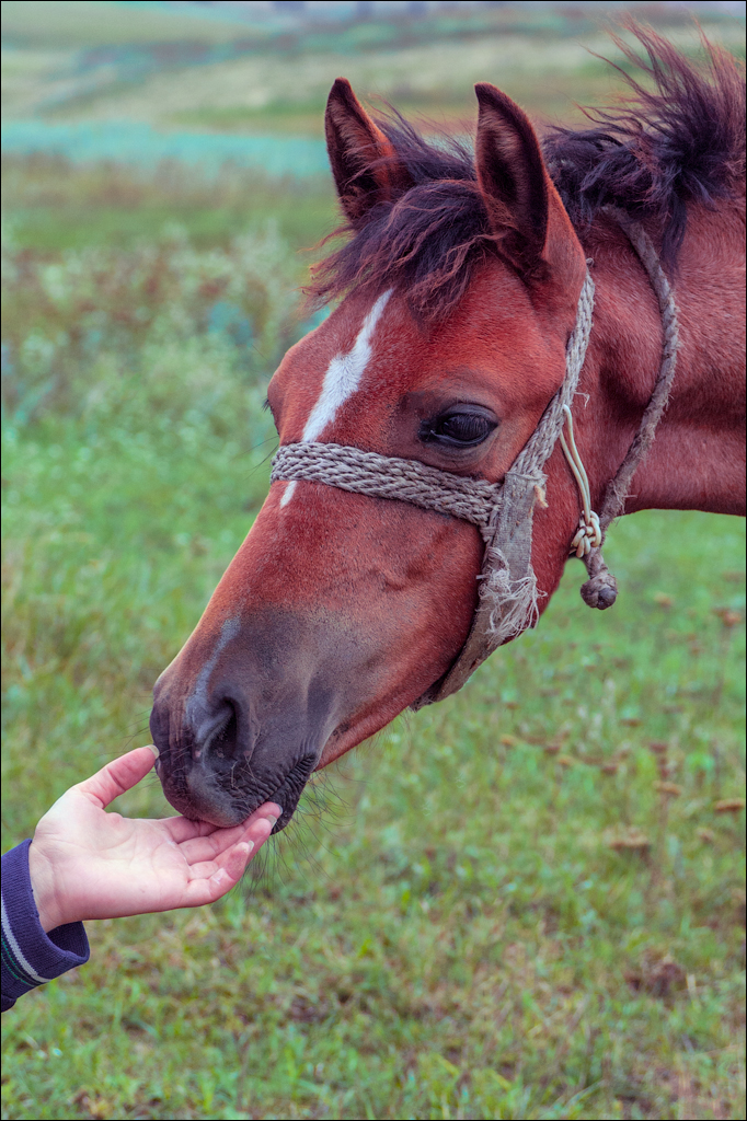 Tvipova Nostalgie 20050820148