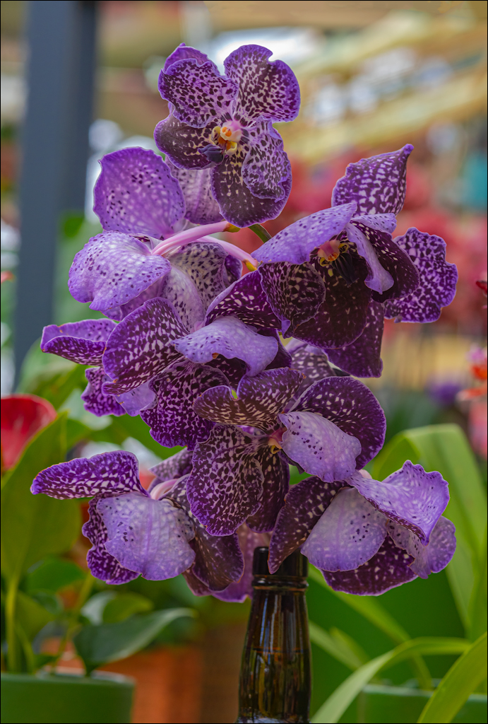 Amsterdam 202204261165