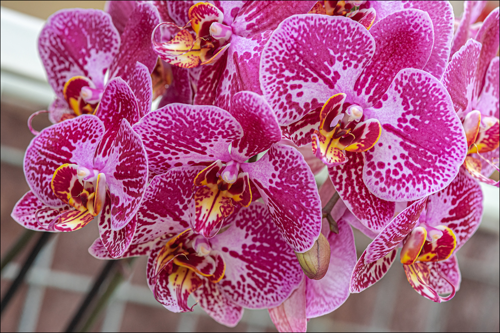 Amsterdam 202204261185