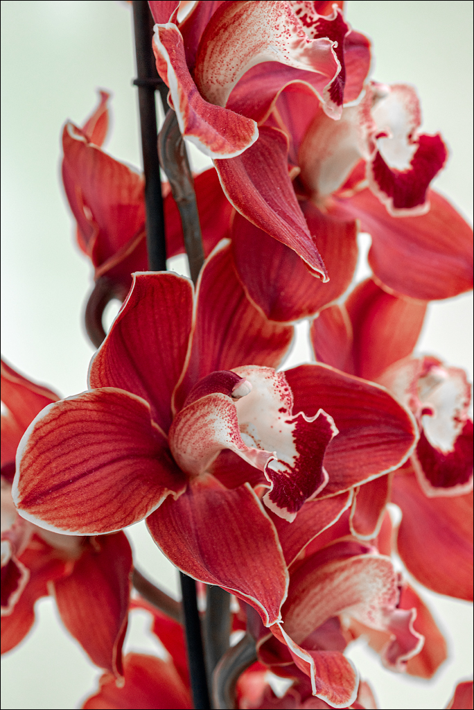 Amsterdam 202204261186