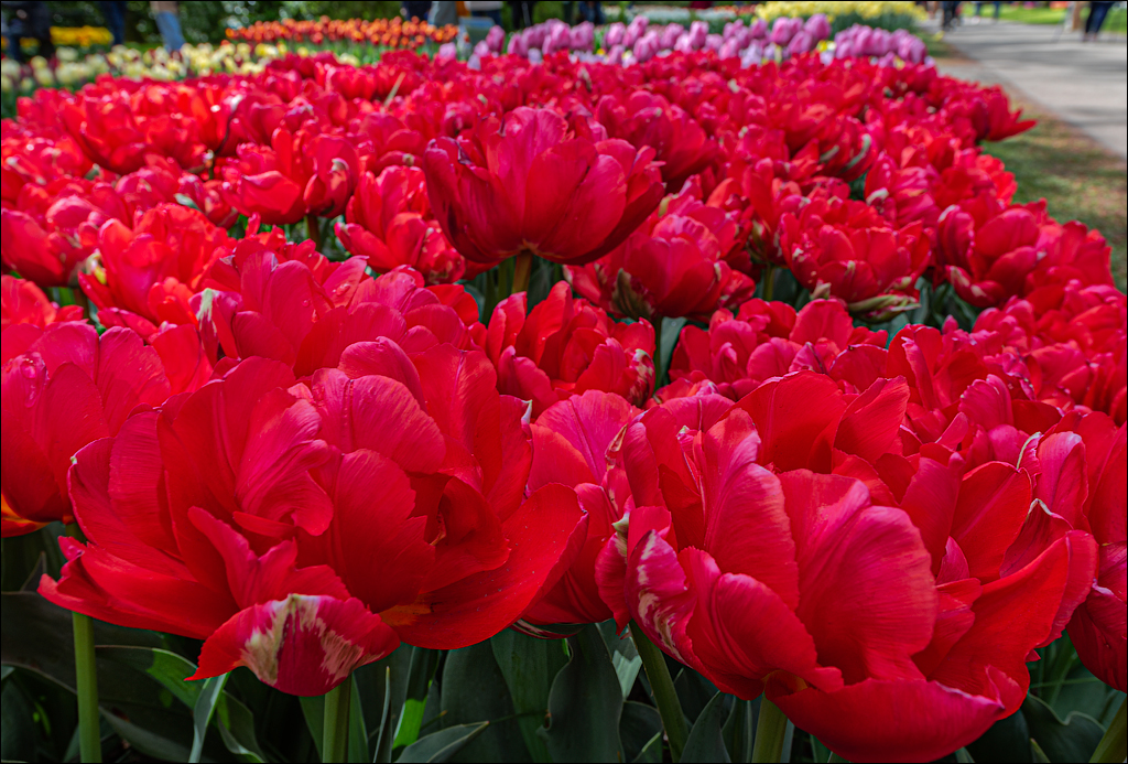 Amsterdam 202204261195