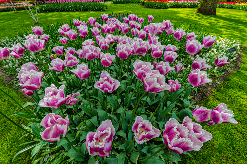 Amsterdam 202204261197