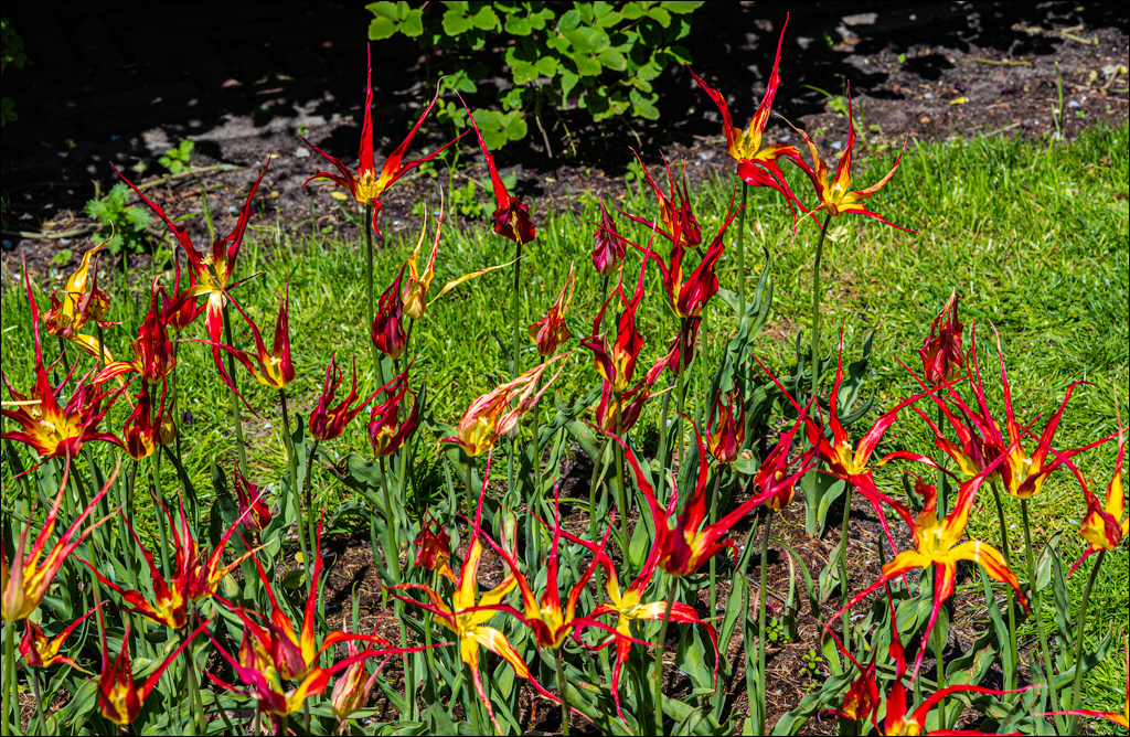 Amsterdam 202204262177