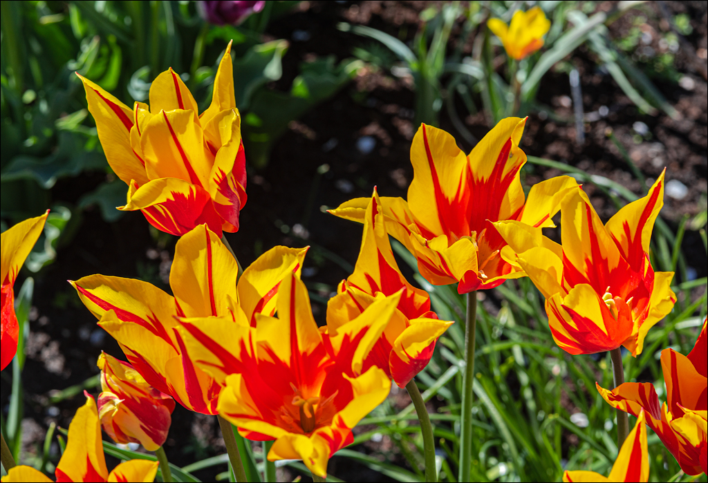 Amsterdam 202204262179